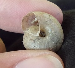 Fruticicola fruticum