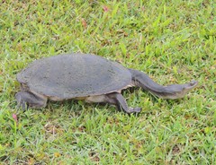 Chelodina expansa