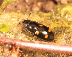 Glischrochilus hortensis