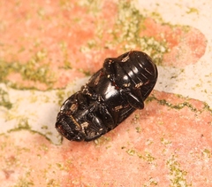 Glischrochilus hortensis