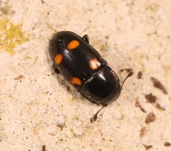 Glischrochilus hortensis