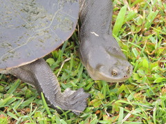 Chelodina expansa