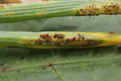 Puccinia liliacearum