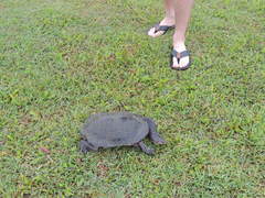 Chelodina expansa