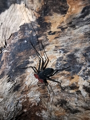 Phrynus operculatus