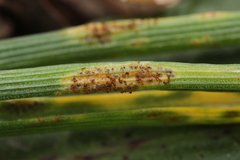 Puccinia liliacearum