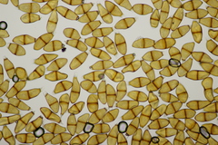 Puccinia liliacearum