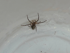 Arachnida