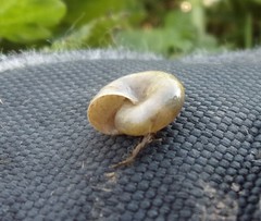 Morlina glabra