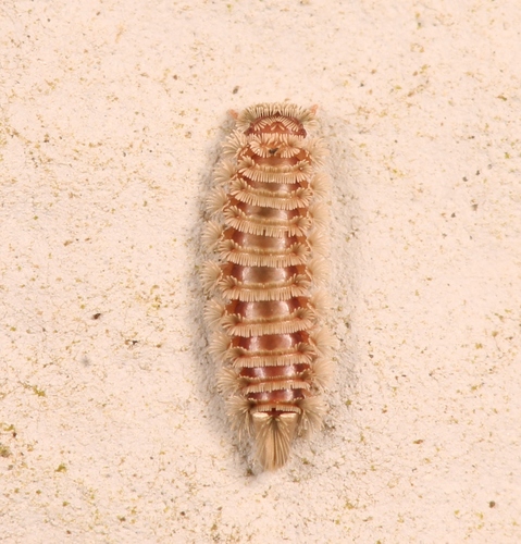 Bristly Millipede, 59670 Oxelaëre, France, photo 10 of 10