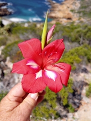 Gladiolus carmineus