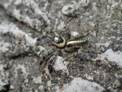 Telamonia