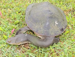 Chelodina expansa