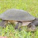 Broad-Shelled Turtle - Photo (c) donnamareetomkinson, some rights reserved (CC BY-NC), uploaded by donnamareetomkinson