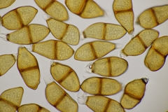 Puccinia liliacearum