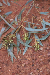 Eucalyptus intertexta