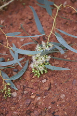 Eucalyptus intertexta