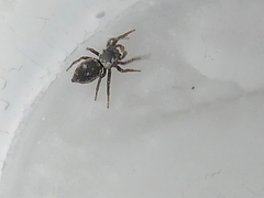 Salticidae