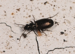 Syntomus foveatus
