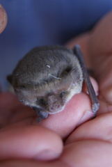 Nyctophilus geoffroyi