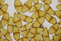 Puccinia liliacearum