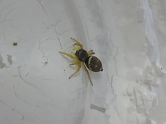 Heliophanus