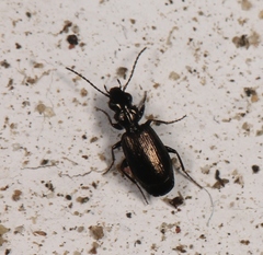 Syntomus foveatus