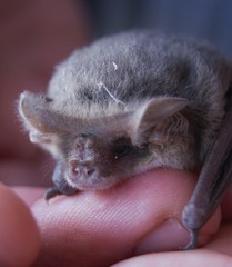 Nyctophilus geoffroyi