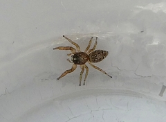 Salticidae