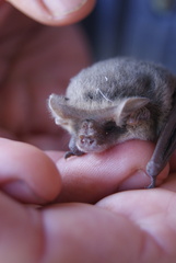 Nyctophilus geoffroyi