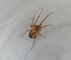 Metellina