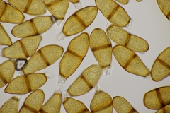 Puccinia liliacearum