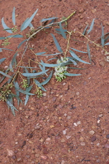 Eucalyptus intertexta