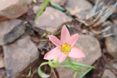 Moraea aspera