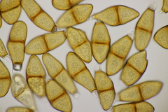 Puccinia liliacearum