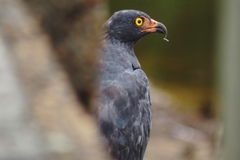 Helicolestes hamatus