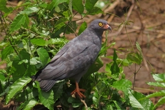 Helicolestes hamatus