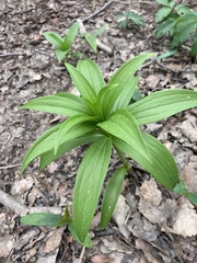 Lilieae