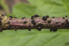 Godronia ribis