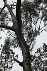 Eucalyptus intertexta