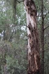 Eucalyptus intertexta