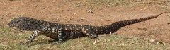 Varanus giganteus