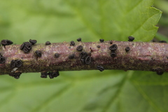 Godronia ribis