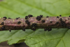 Godronia ribis