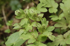 Puccinia adoxae