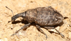 Lepyrus capucinus
