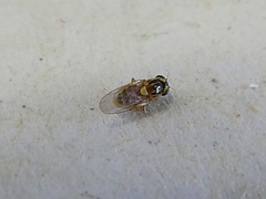 Diptera