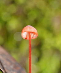 Mycena toyerlaricola