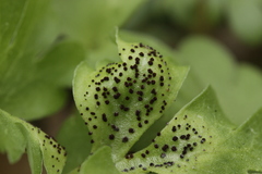 Puccinia adoxae