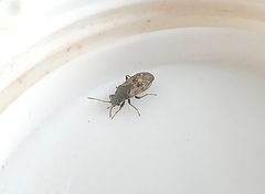 Heteroptera